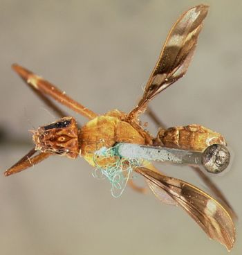 Media type: image;   Entomology 13326 Aspect: habitus dorsal view